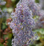  Säckelblume Glorie Versailles 30-40cm - Ceanothus Delilianus