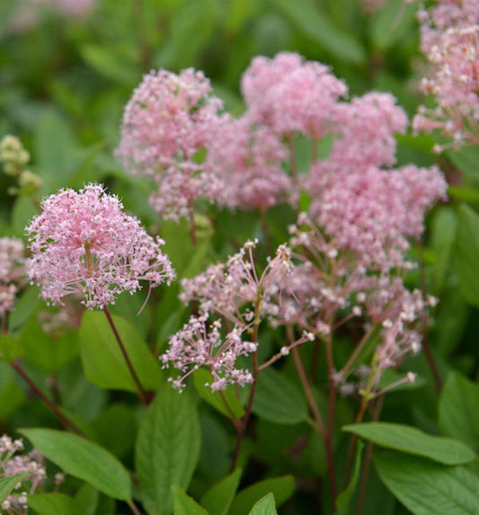  Säckelblume Marie Rose® 40-60cm - Ceanothus Pallidus