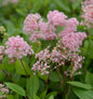  Säckelblume Marie Rose® 40-60cm - Ceanothus Pallidus