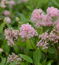  Säckelblume Marie Simon 30-40cm - Ceanothus Pallidus