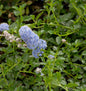  Kriechende Sächelblume 40-60cm - Ceanothus Thyrsiflorus