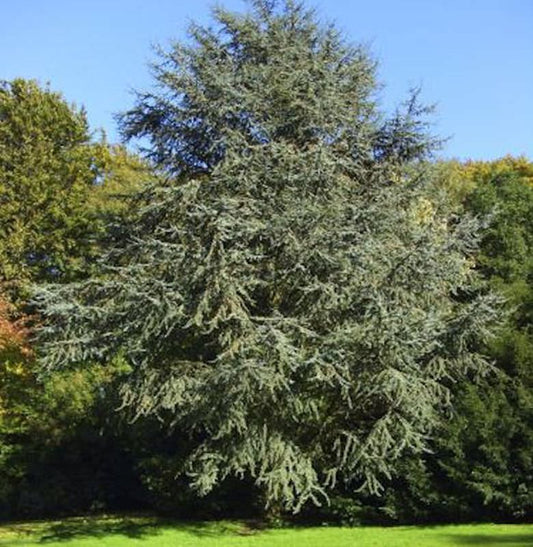  Blaue Atlaszeder 100-125cm - Cedrus Atlantica