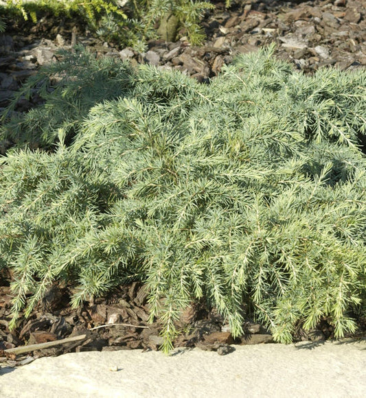  Himalaya Zeder Feelin Blue 40-50cm - Cedrus Deodara