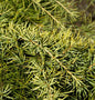  Himalaya Zeder Golden Horizon 50-60cm - Cedrus Deodara