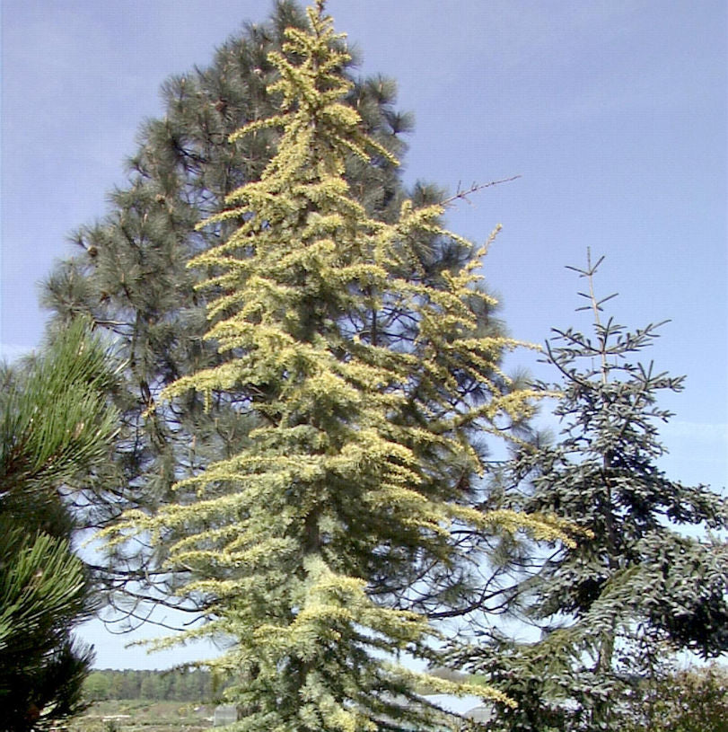  Goldene Atlaszeder Aurea 80-100cm - Cedrus Libani