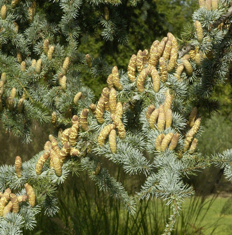  Blaue Atlas Zeder 60-80cm - Cedrus Libani