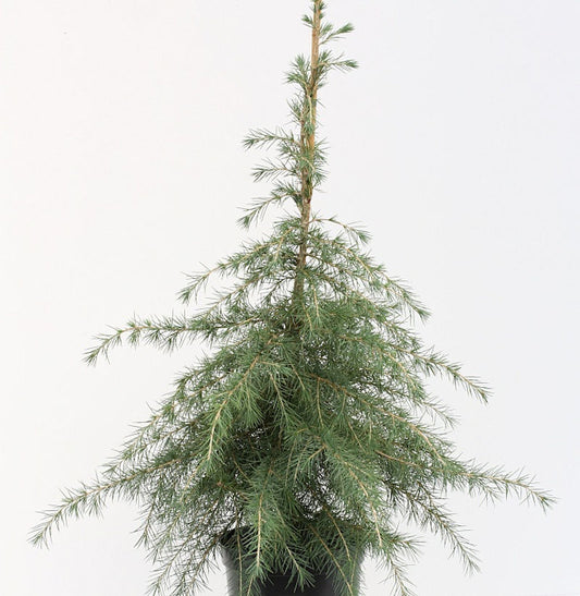  Himalaya Zeder 125-150cm - Cedrus Deodara