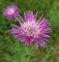  Wiesen Flockenblume - Centaurea Jacea