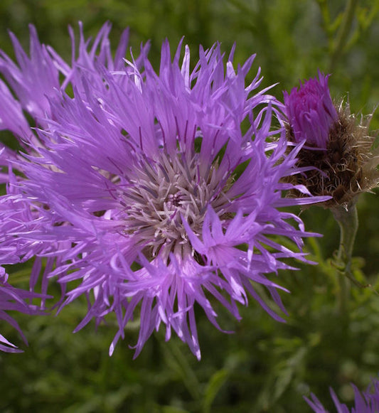  Silber Flockenblume - Centaurea Pulcherrima
