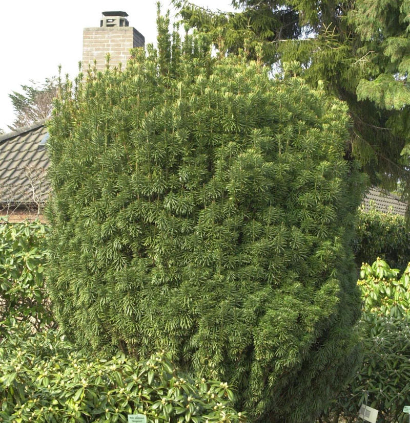  Kopfeibe 40-50cm - Cephalotaxus Harringtonia Fastigiata