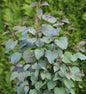  Judasblattbaum 100-125cm - Cercidiphyllum Japonicum