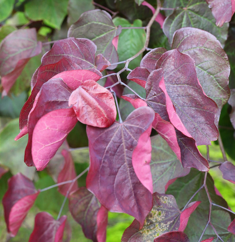  Hochstamm Roter Judasbaum Forest Pansy 100-125cm - Cercis Canadensis