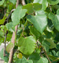  Hängender Judasbaum Cascading Hearts 125-150cm - Cercis Canadensis