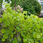  Kanadischer Gold Judasbaum 100-125cm - Cercis Canadensis