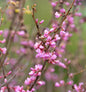  Kanadischer Judasbaum Oklahoma 60-80cm - Cercis Canadensis