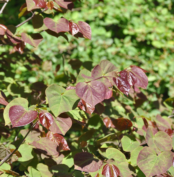  Kanadischer Judasbaum Red Force® 60-80cm - Cercis Canadensis