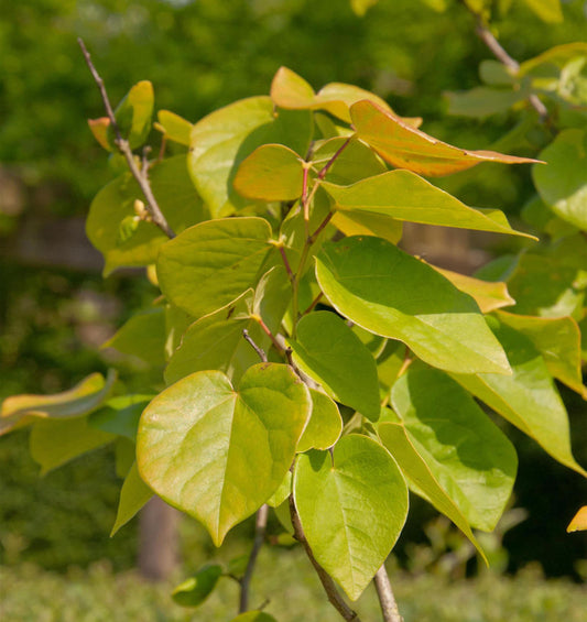 Kanadischer Judasbaum The Rising Sun 125-150cm - Cercis Canadensis