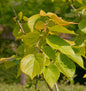  Kanadischer Judasbaum The Rising Sun 125-150cm - Cercis Canadensis