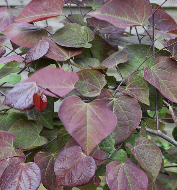  Kanadischer Judasbaum Ruby Falls 125-150cm - Cercis Canadensis
