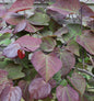  Kanadischer Judasbaum Ruby Falls 125-150cm - Cercis Canadensis