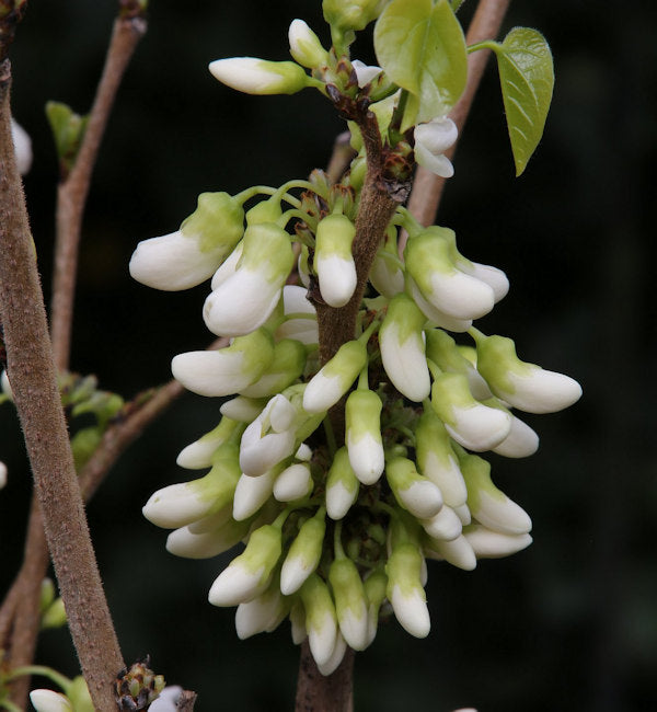  Kanadischer Hänge Judasbaum Vanilla Twist 80-100cm - Cercis Canadensis