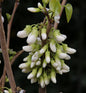  Kanadischer Hänge Judasbaum Vanilla Twist 80-100cm - Cercis Canadensis