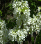  Chinesischer Judasbaum Shirobana 60-80cm - Cercis Chinensis