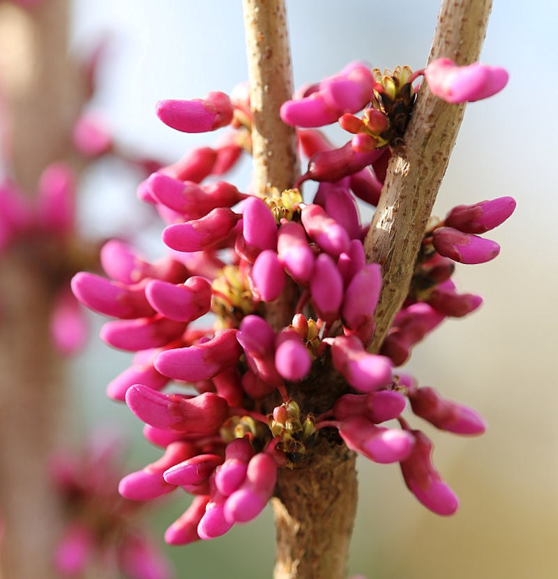  Chinesischer Judasbaum Avondale 100-125cm - Cercis Chinensis