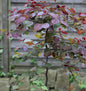 Hochstamm Kanadischer Judasbaum Ruby Falls 100-125cm - Cercis Canadensis
