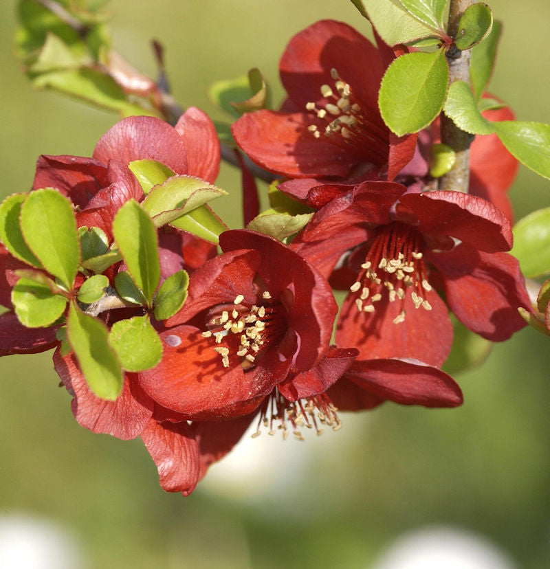  Hochstamm Zierquitte Crimson And Gold 80-100cm - Chaenomeles
