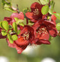  Hochstamm Zierquitte Crimson And Gold 80-100cm - Chaenomeles