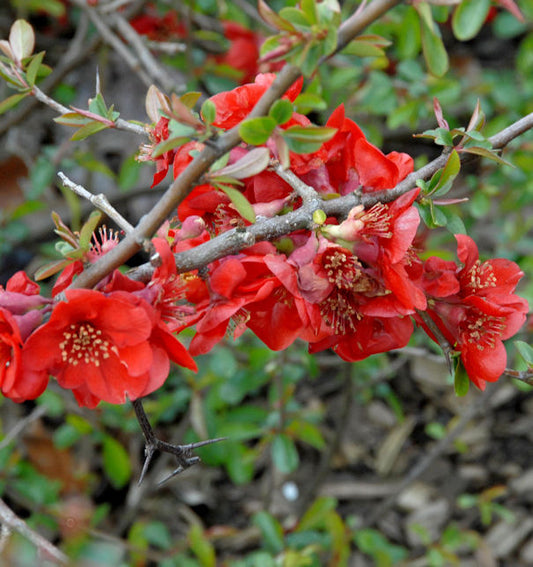  Zierquitte Fire Dance 40-60cm - Chaenomeles Fire Dance