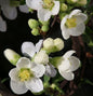  Hochstamm Zierquitte Nivalis 80-100cm - Chaenomeles