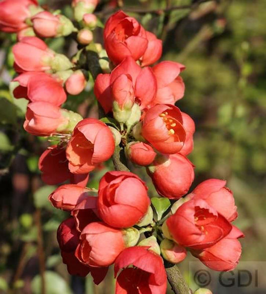  Zierquitte Orange Storm® 40-60cm - Chaenomeles
