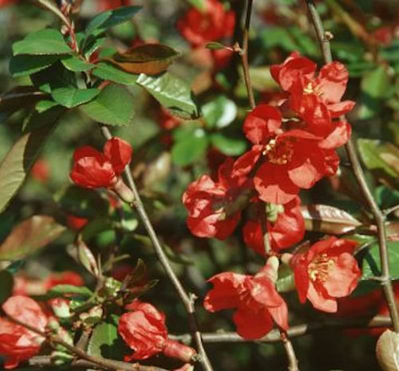  Zierquitte Red Trail 40-60cm - Chaenomeles