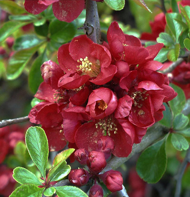  Niedrige Scheinquitte 100-125cm - Chaenomeles Japonica