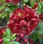  Niedrige Scheinquitte 60-80cm - Chaenomeles Japonica