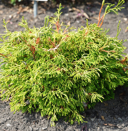  Gelbe Hinoki Scheinzypresse Gitte 25-30cm - Chamaecyparis Obtusa