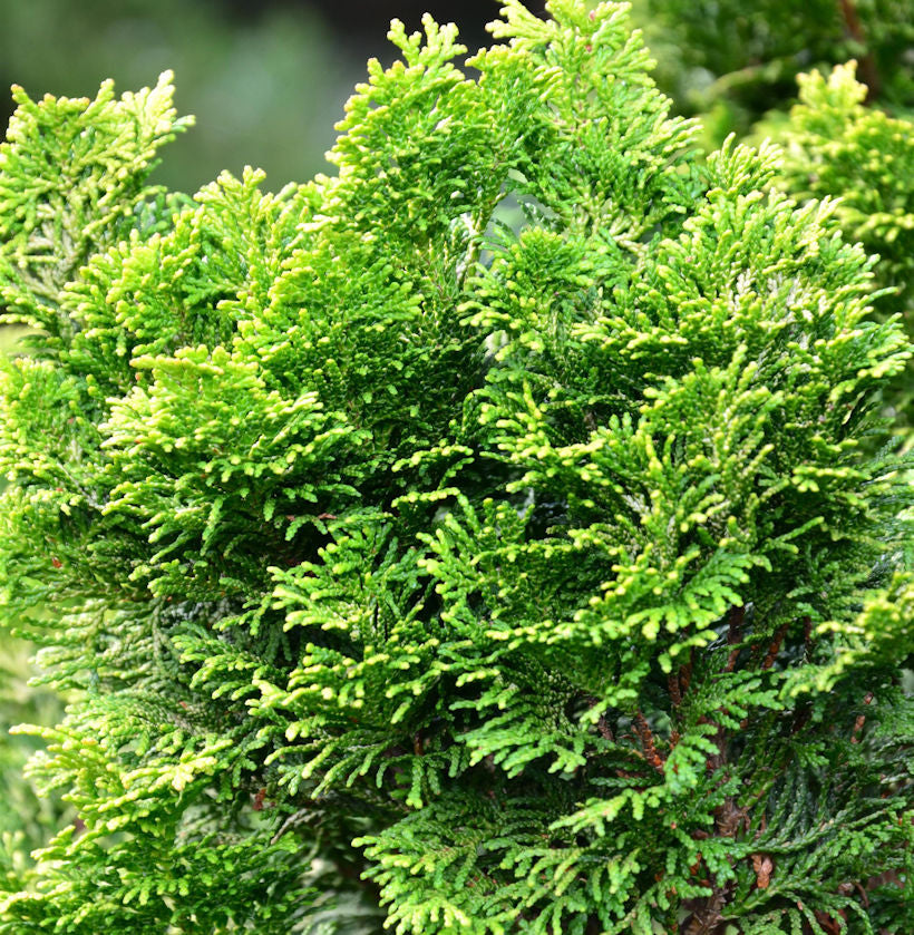  Hinoki Scheinzypresse Stadtlohn 60-80cm - Chamaecyparis Obtusa