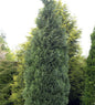  Blaue Säulenzypresse 100-125cm - Chamaecyparis Lawsoniana