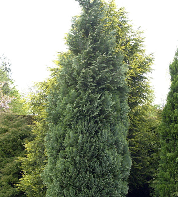 Blaue Säulenzypresse 80-100cm - Chamaecyparis Lawsoniana