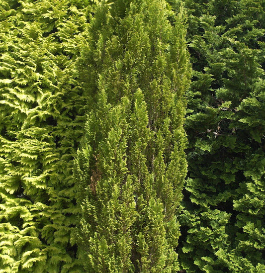  Kegelzypresse Ellwoodii Gold 25-30cm - Chamaecyparis Lawsoniana