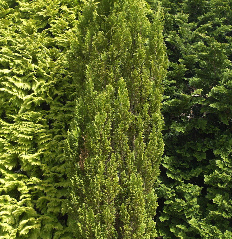  Kegelzypresse Ellwoodii Gold 30-40cm - Chamaecyparis Lawsoniana