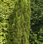  Kegelzypresse Ellwoodii Gold 40-60cm - Chamaecyparis Lawsoniana