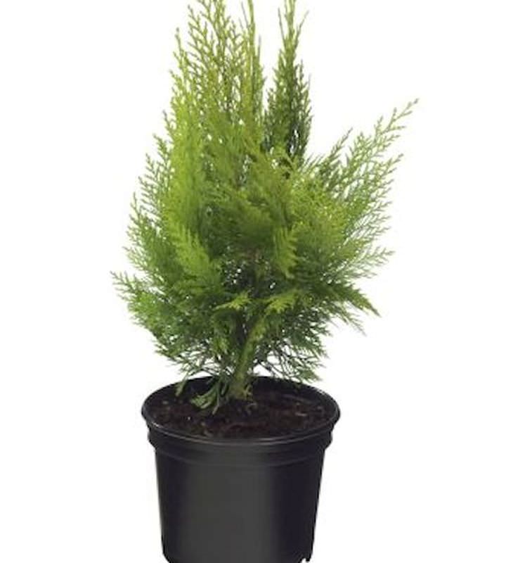  Gelbe Kegelzypresse Ellwoodiis Empire 30-40cm - Chamaecyparis Lawsoniana