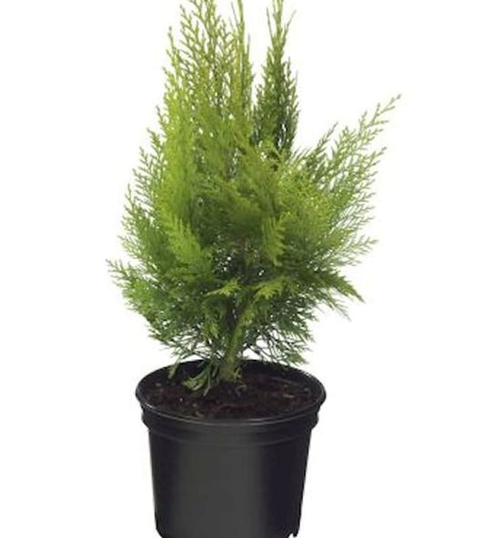  Gelbe Kegelzypresse Ellwoodiis Empire 30-40cm - Chamaecyparis Lawsoniana