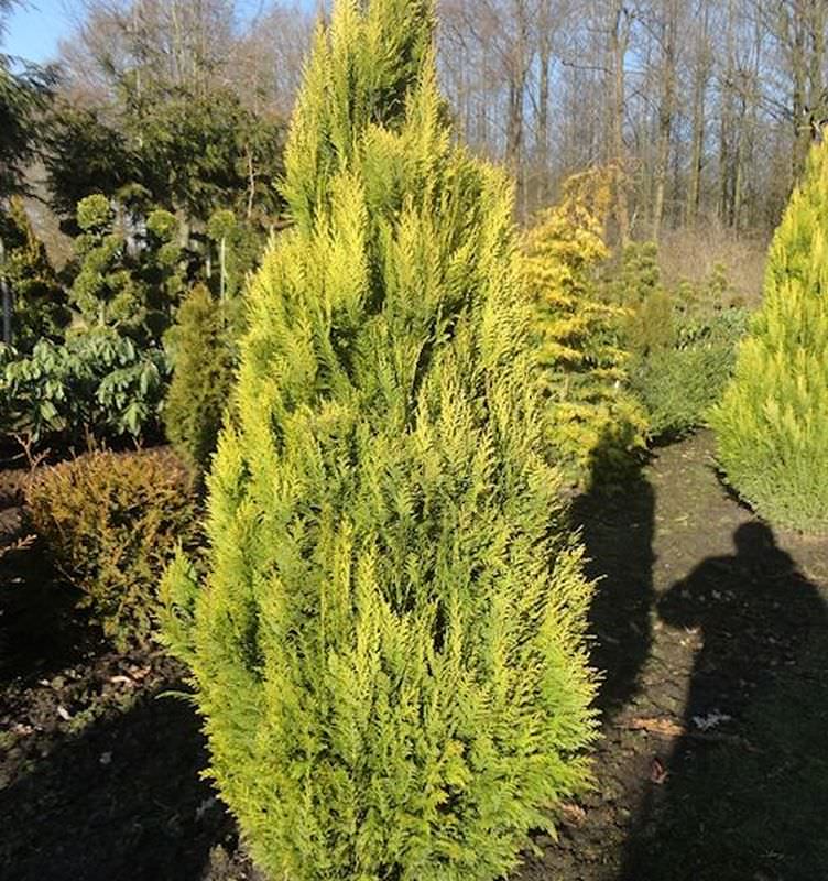  Scheinzypresse Erecta Aurea 30-40cm - Chamaecyparis Lawsoniana