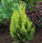  Scheinzypresse Gelbe Ivonne 50-60cm - Chamaecyparis Lawsoniana