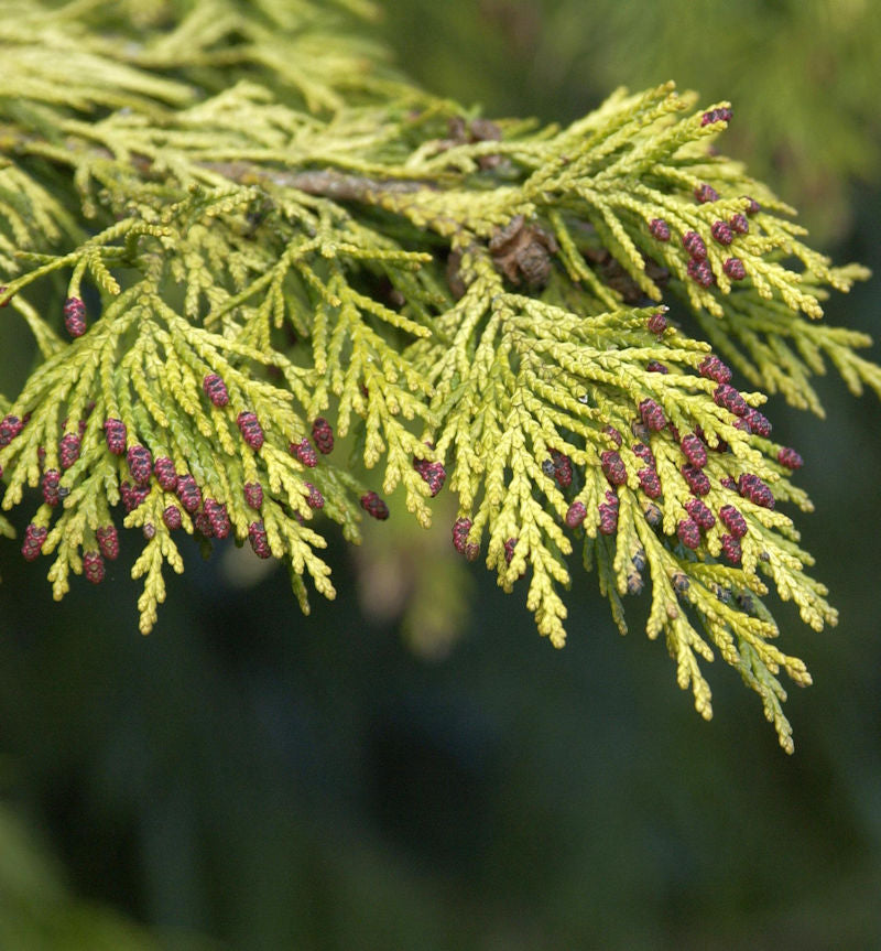  Gelbe Gartenzypresse Golden Wonder 30-40cm - Chamaecyparis Lawsoniana