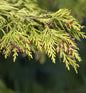  Gelbe Gartenzypresse Golden Wonder 30-40cm - Chamaecyparis Lawsoniana